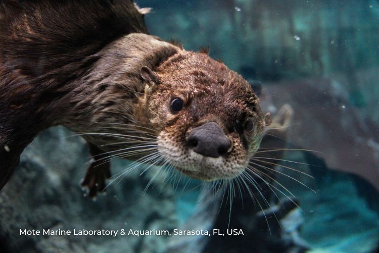 Mote Aquarium North American River Otter Family Sarasota 30Jun22
