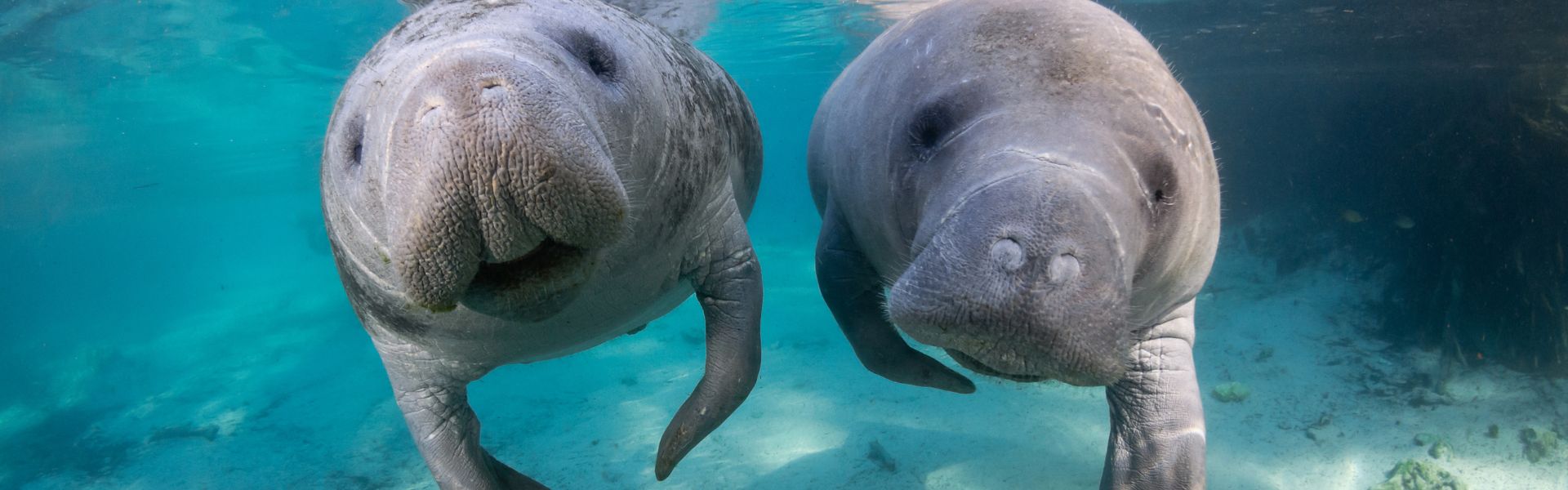 Manatees looking at camera Discover Crystal River Campaign scrolling banner 28Dec22