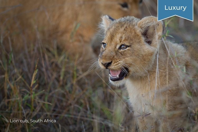 Lion cub, South Africa 06Mar23