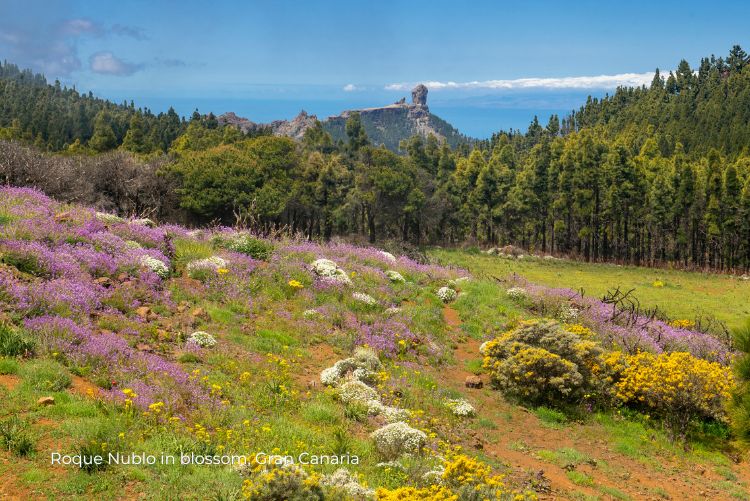 7 night rual Gran Canaria hiking escape Roque Nublo in blossom 05Apr23
