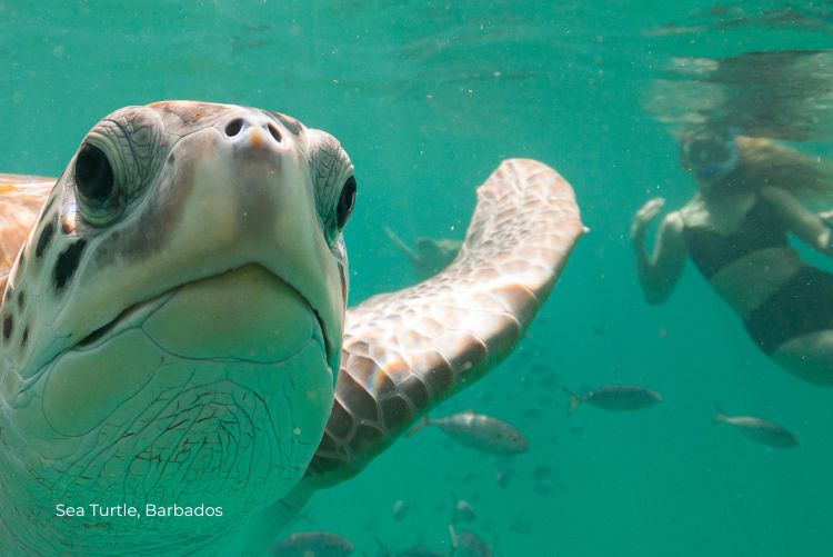 Sea Turtle Sustainable Barbados 20Jul23
