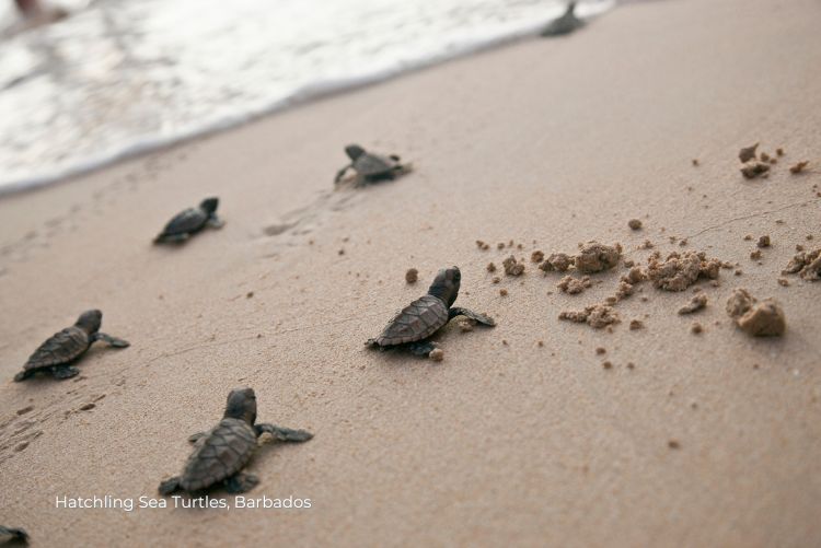 Sea Turtles Sustainable Barbados 20Jul23