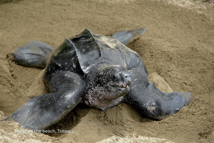 Turtle beach Sustainable Tobago 20Jul23