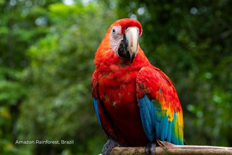 Amazon Rainforest, Brazil Wildlife Discovery 17Oct23 (2)