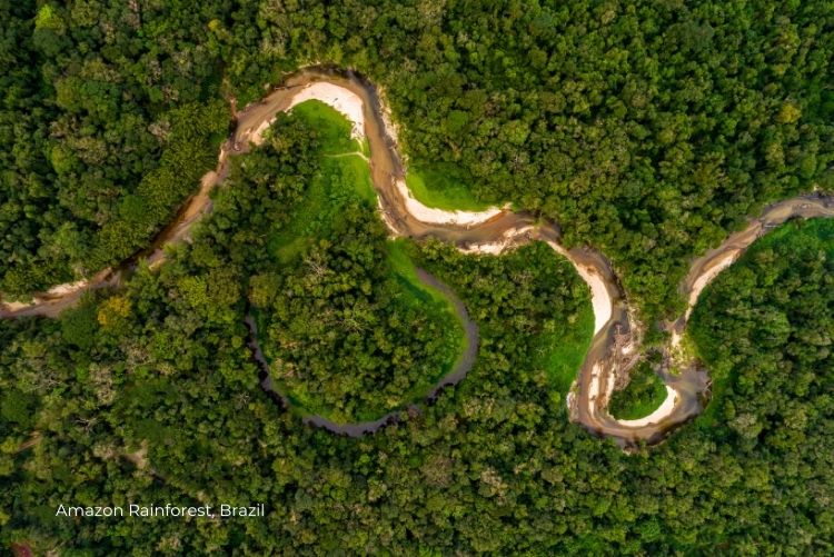 Amazon Rainforest, Brazil Wildlife Discovery 17Oct23