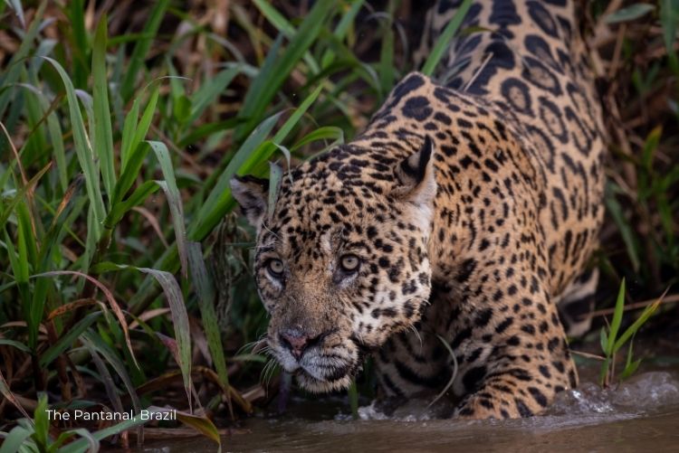 The Pantanal, Brazil Wildlife Discovery 17Oct23 (4)